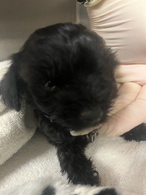 TOBY BEAR Image