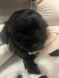 TOBY BEAR - Photo 1