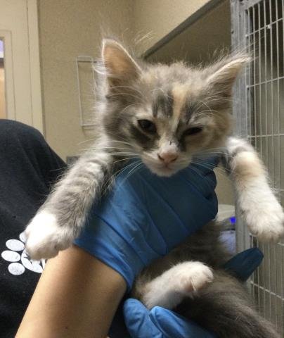 CARMEN - Domestic Short Hair available for adoption