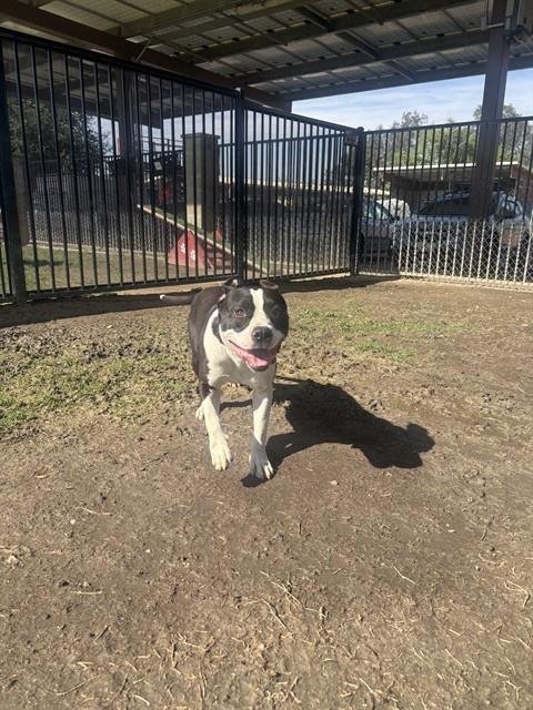 FRANKIE Image
