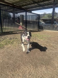 FRANKIE - Photo 1