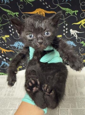 MELINDA - Domestic Short Hair available for adoption