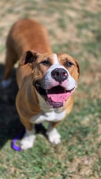 BISCUIT - Photo 1