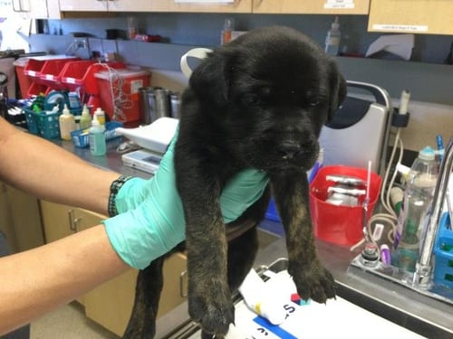 PO-TAY-TO - German Shepherd Dog / Australian Shepherd available for adoption