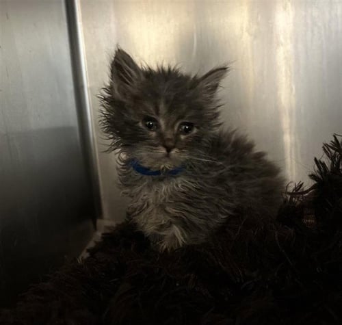 ASH - Domestic Short Hair available for adoption