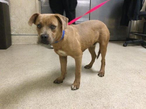 DINGO - Pit Bull Terrier available for adoption