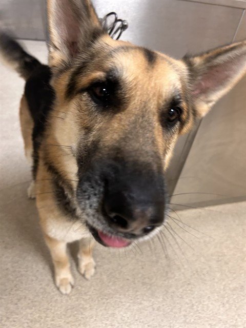 DERRICK - German Shepherd Dog available for adoption