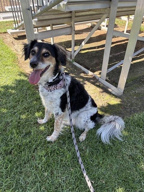 MAYA - Australian Shepherd available for adoption