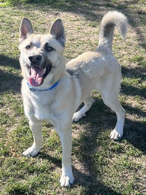AMIGO - German Shepherd Dog available for adoption