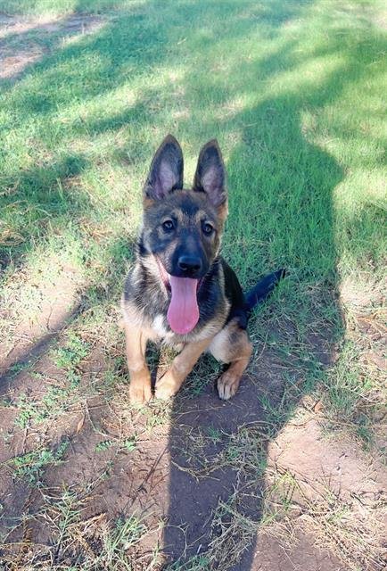 MINDY - German Shepherd Dog available for adoption