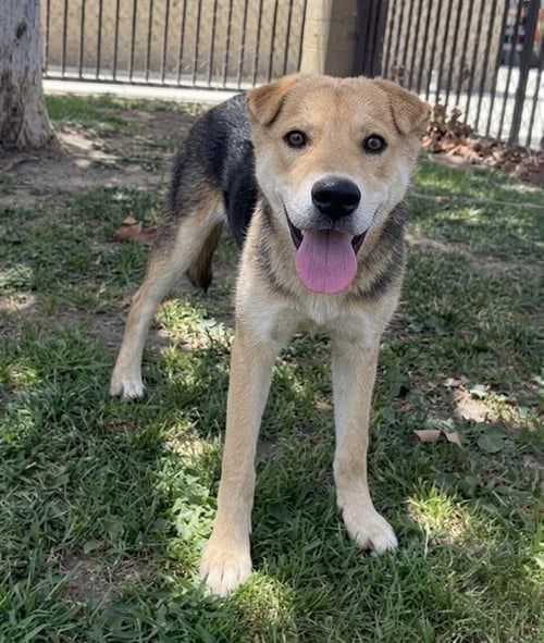 DUCKY - Chinese Shar-Pei available for adoption