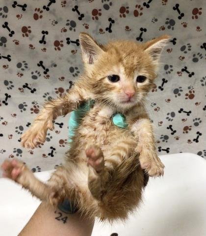 ED - Domestic Short Hair available for adoption