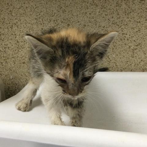 BRIDGET - Domestic Short Hair available for adoption