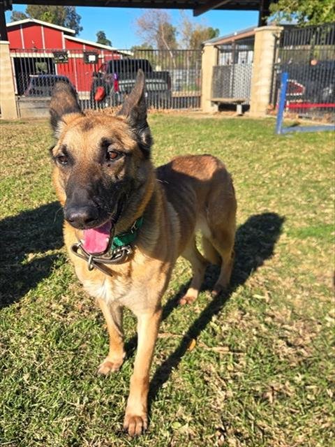 JACKY - German Shepherd Dog available for adoption
