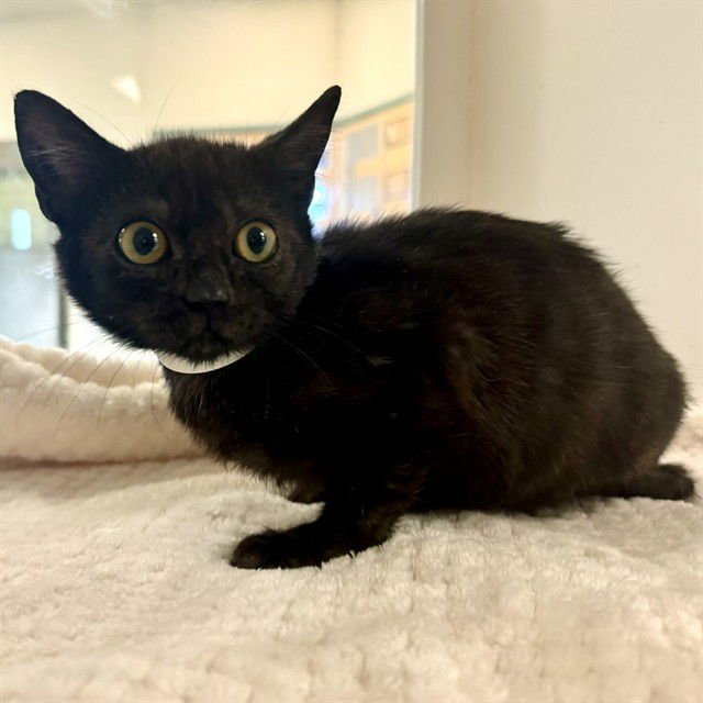 STELLA - Domestic Short Hair available for adoption