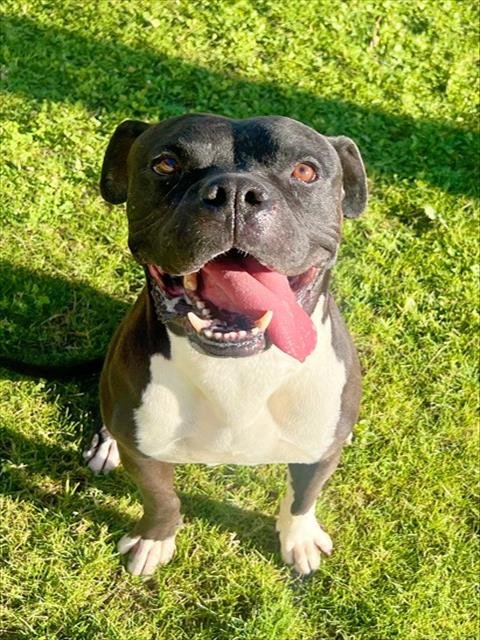 HENDRIX - Pit Bull Terrier available for adoption