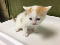 MARSHMELLOW - Photo 1