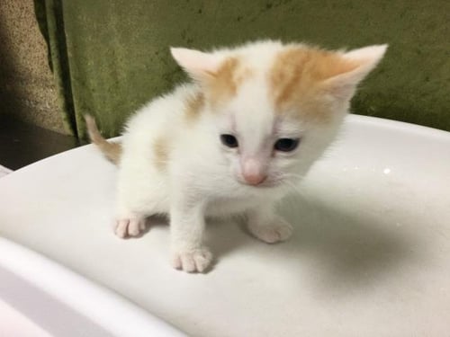 MARSHMELLOW - Domestic Short Hair available for adoption