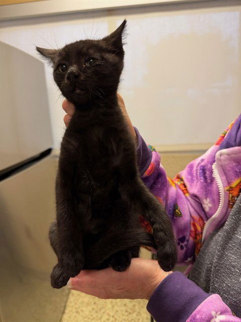 DALE - Domestic Short Hair available for adoption