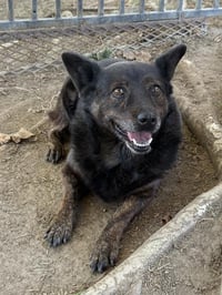 LADY - Photo 1