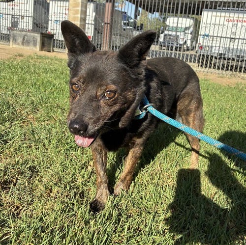 LADY - Australian Cattle Dog/Blue Heeler available for adoption