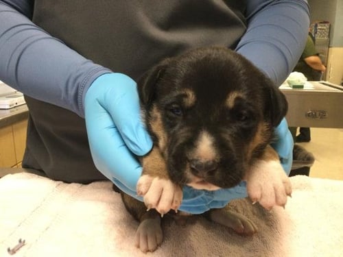 MANNY - Pit Bull Terrier / German Shepherd Dog available for adoption