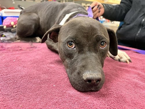 PEARL - Pit Bull Terrier available for adoption