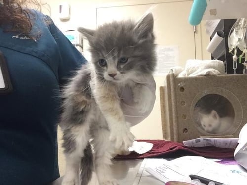 S'MORE - Domestic Short Hair available for adoption