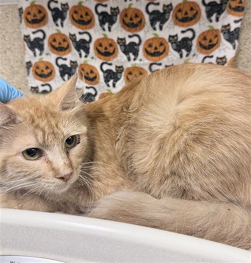 TINA - Domestic Short Hair available for adoption