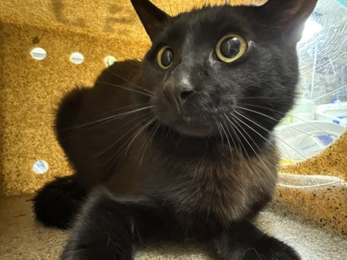 THE MAYOR - Domestic Short Hair for adoption in Fontana