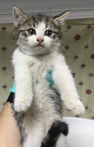 MAGGIE - Domestic Short Hair available for adoption