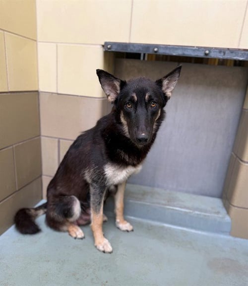 CONNIE - German Shepherd Dog available for adoption