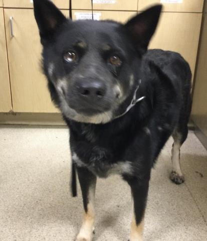 GINGER - Siberian Husky available for adoption