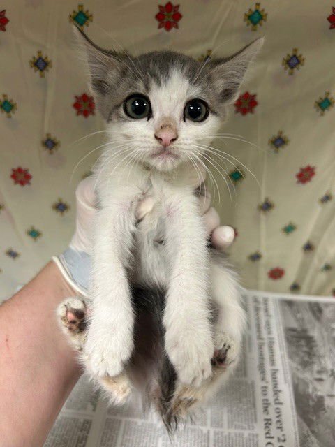 MINA - Domestic Short Hair available for adoption