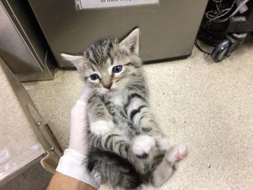 BUBBLES - Domestic Short Hair available for adoption