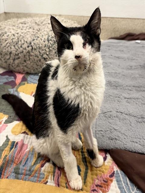 LYLA - Domestic Short Hair available for adoption
