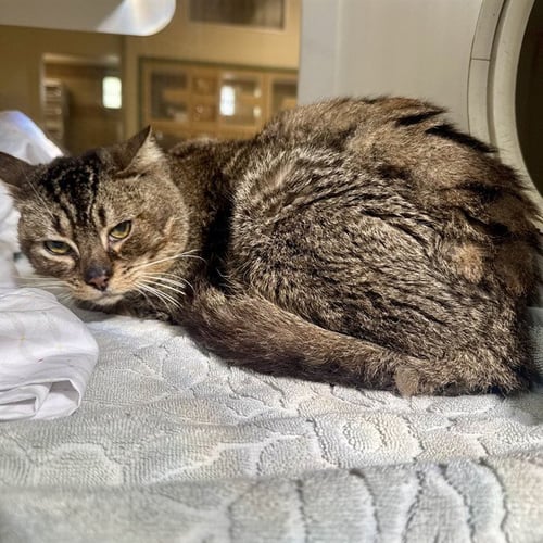 LINCOLN - Domestic Short Hair available for adoption