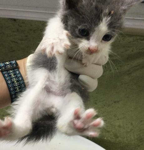 NANO - Domestic Short Hair available for adoption