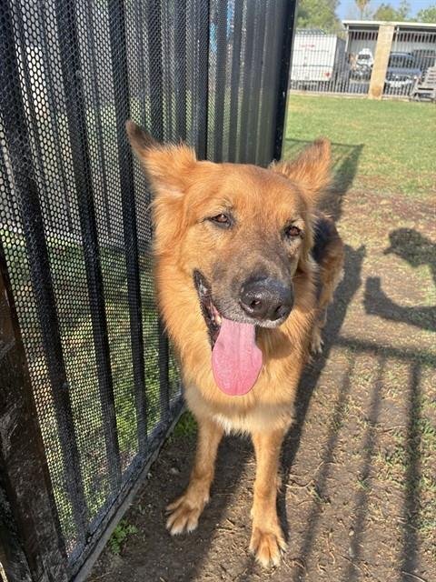 TOBY - German Shepherd Dog available for adoption