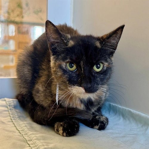 MELLI - Domestic Short Hair available for adoption