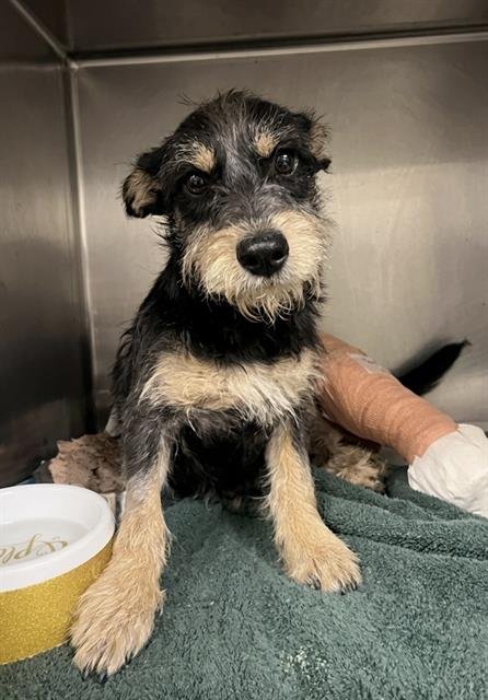 HAMNER - Terrier available for adoption