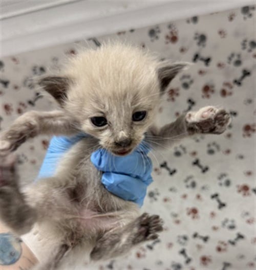 CREAM - Domestic Short Hair available for adoption