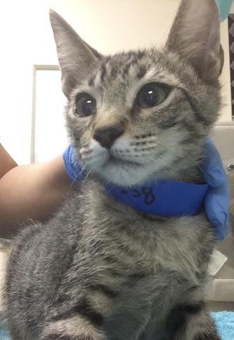 THEO - Domestic Short Hair for adoption in Riverside