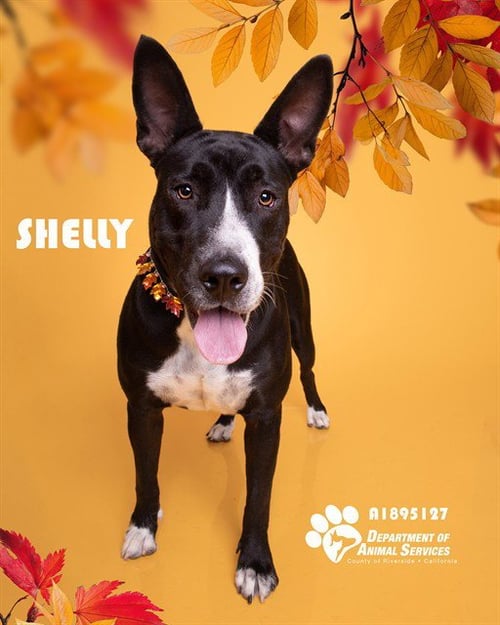 SHELLY - Pit Bull Terrier for adoption in Fontana
