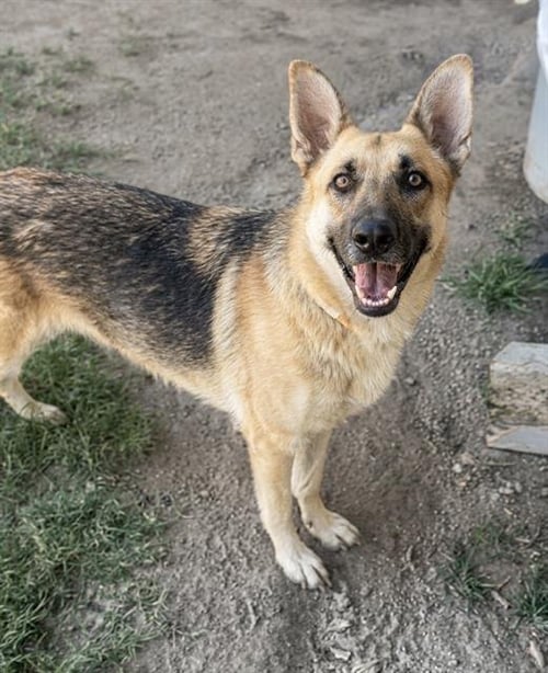 GIGI - German Shepherd Dog available for adoption