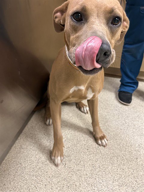 MAPLE - Pit Bull Terrier available for adoption