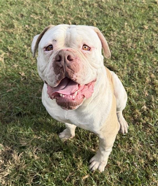 DAN - American Bulldog available for adoption