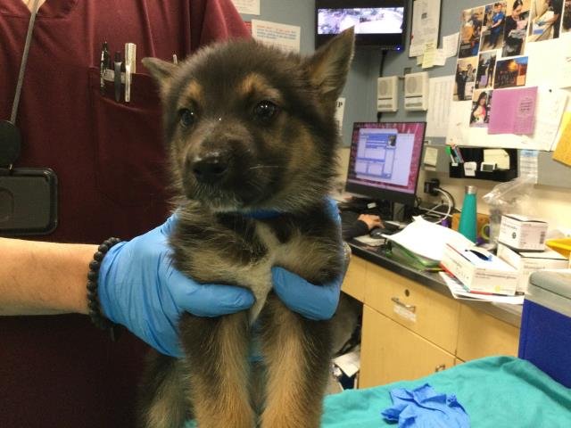 HUNTER - German Shepherd Dog available for adoption