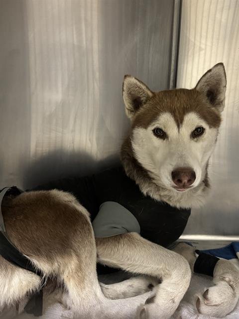 SHIRLEY - Siberian Husky available for adoption
