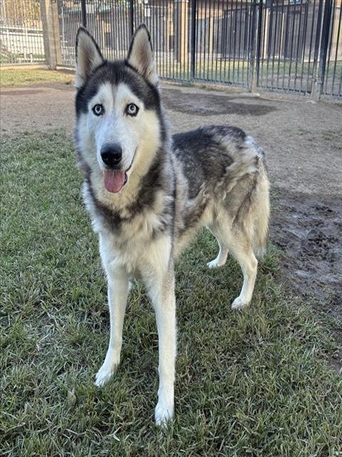 PEPPER - Siberian Husky available for adoption